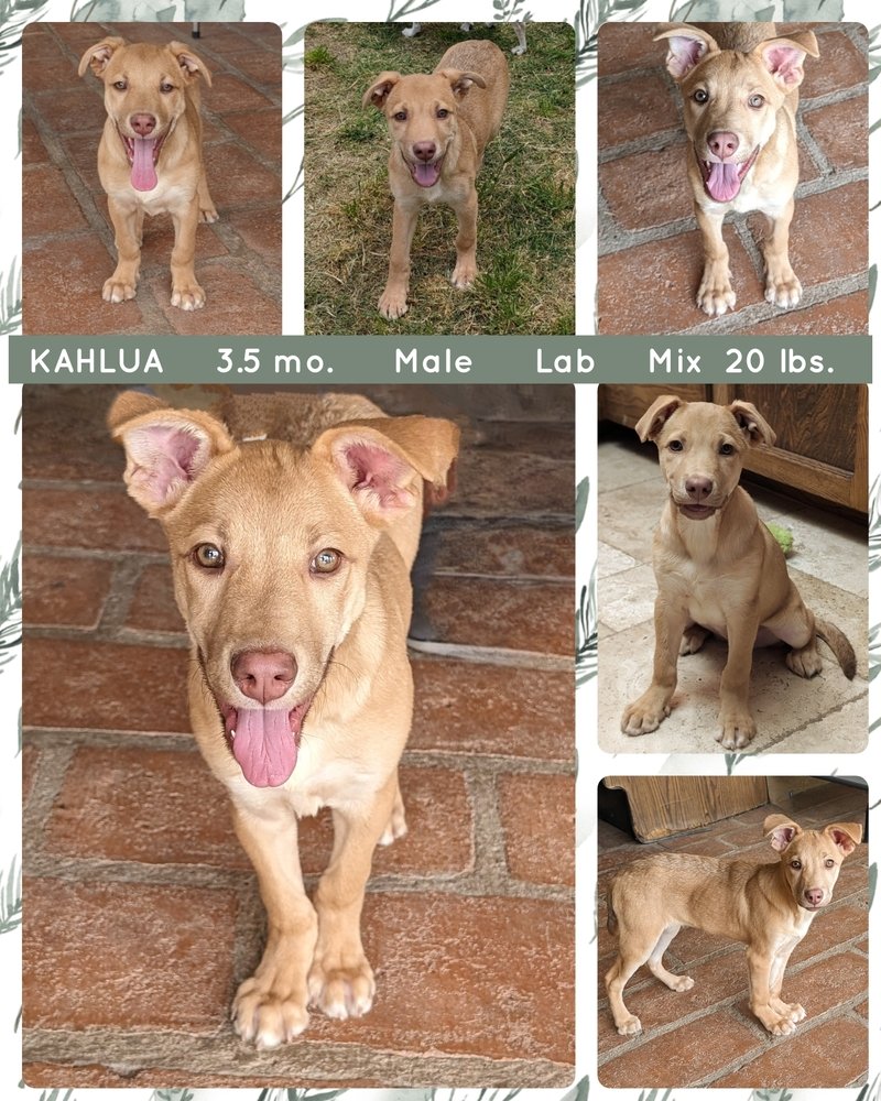 adoptable Dog in Mesa, AZ named KAHLUA