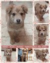 adoptable Dog in mesa, AZ named YADIRA