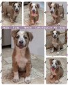 adoptable Dog in mesa, AZ named YAIZA