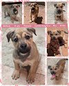 adoptable Dog in mesa, AZ named YAMILA