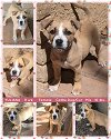 adoptable Dog in mesa, AZ named YULIANA