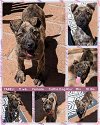 adoptable Dog in mesa, AZ named YARELI