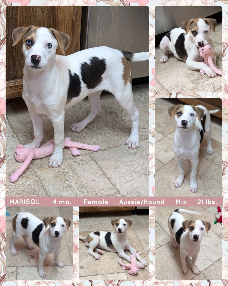 adoptable Dog in Mesa, AZ named MARISOL