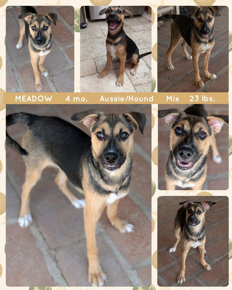 adoptable Dog in Mesa, AZ named MEADOW