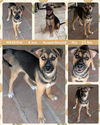 adoptable Dog in Mesa, AZ named MEADOW