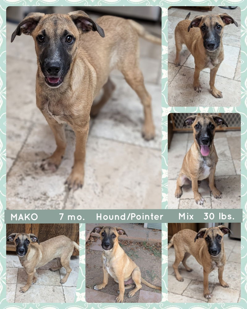 adoptable Dog in Mesa, AZ named MAKO