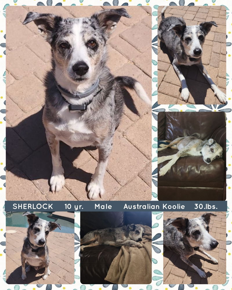 adoptable Dog in Mesa, AZ named SHERLOCK