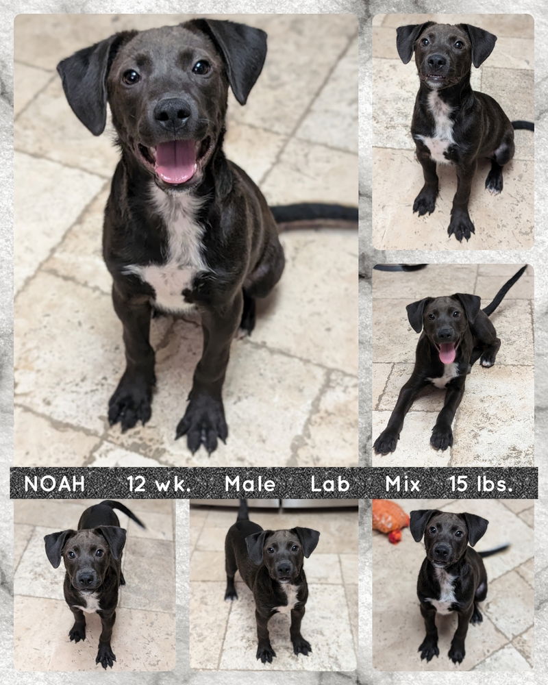 adoptable Dog in Mesa, AZ named NOAH