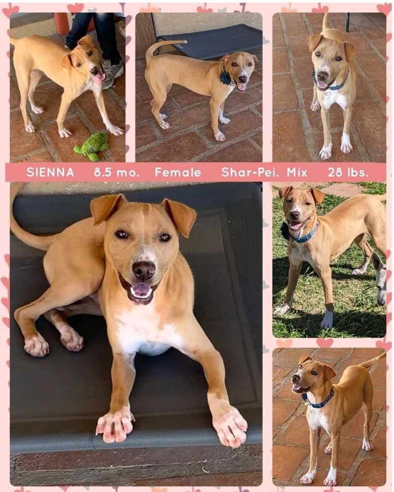 adoptable Dog in Mesa, AZ named SIENNA