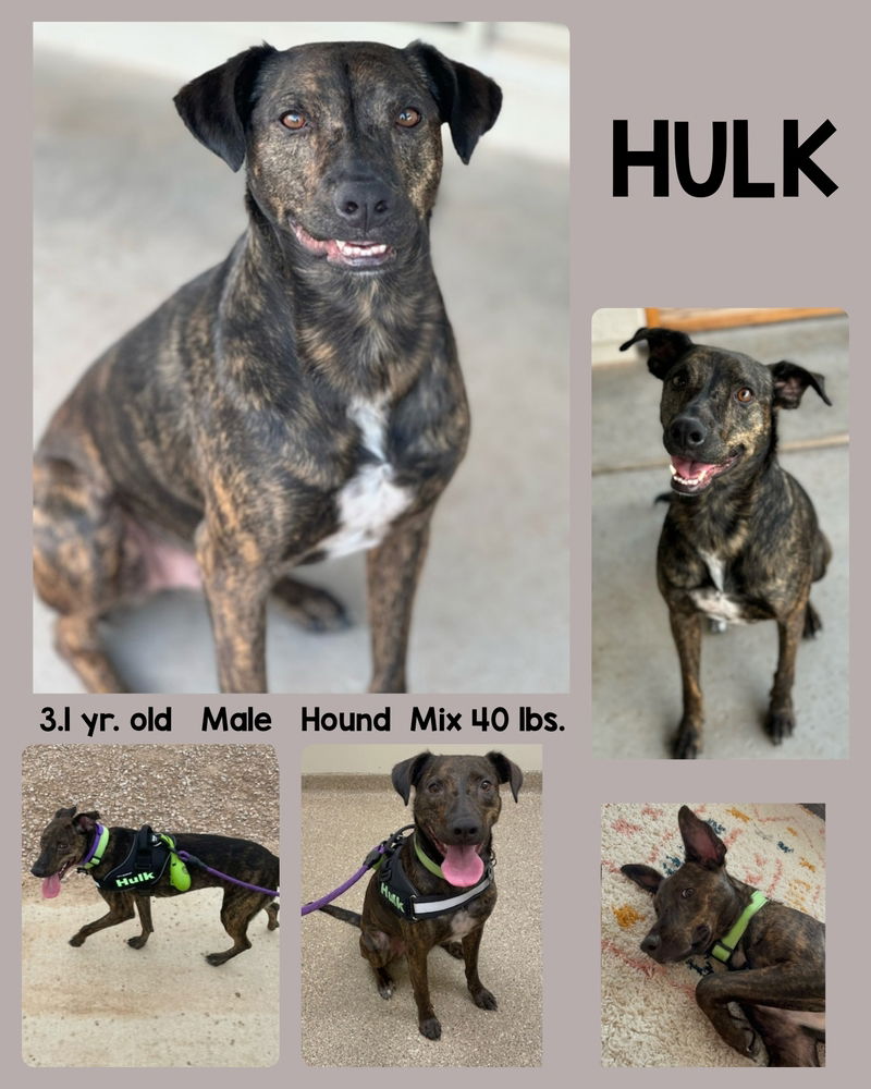 adoptable Dog in Mesa, AZ named HULK