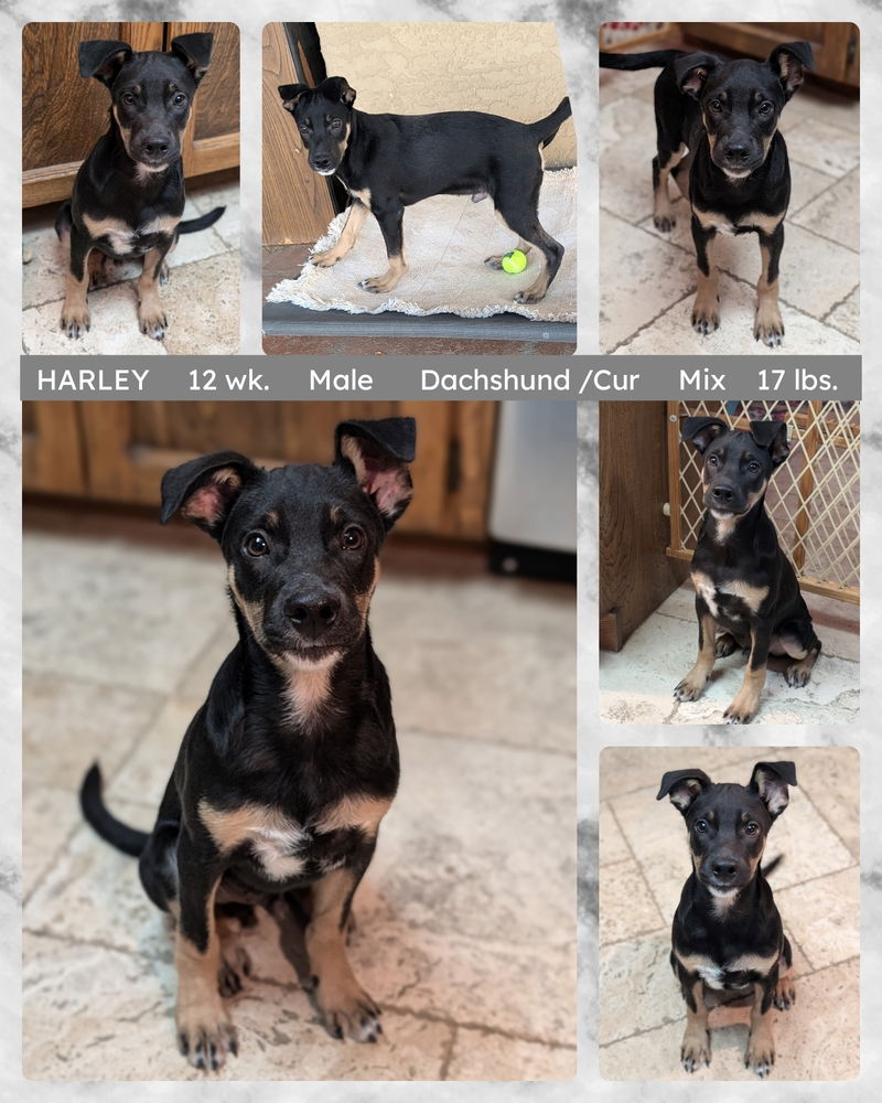 adoptable Dog in Mesa, AZ named HARLEY