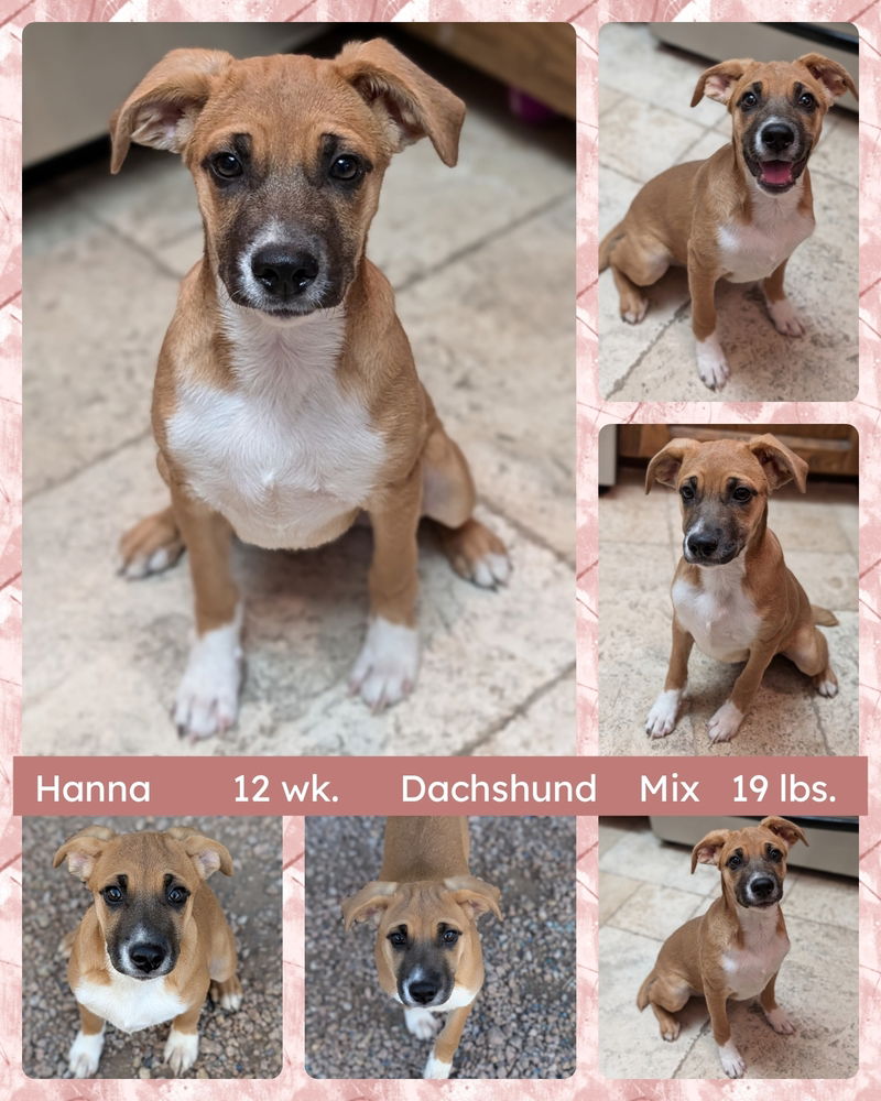 adoptable Dog in Mesa, AZ named HANNA