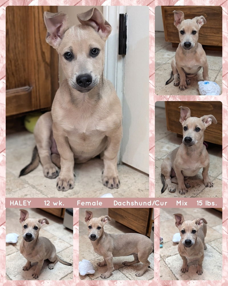 adoptable Dog in Mesa, AZ named HALEY