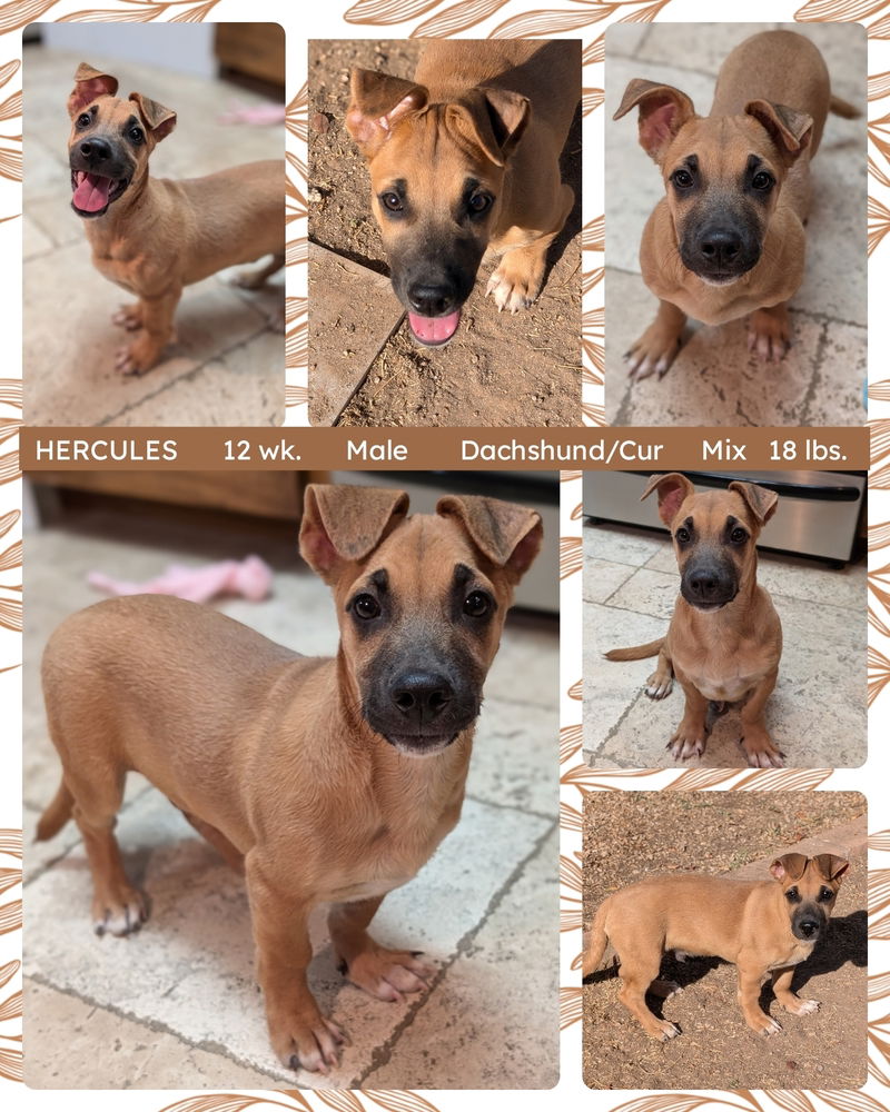 adoptable Dog in Mesa, AZ named HERCULES