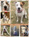 adoptable Dog in Mesa, AZ named KATO