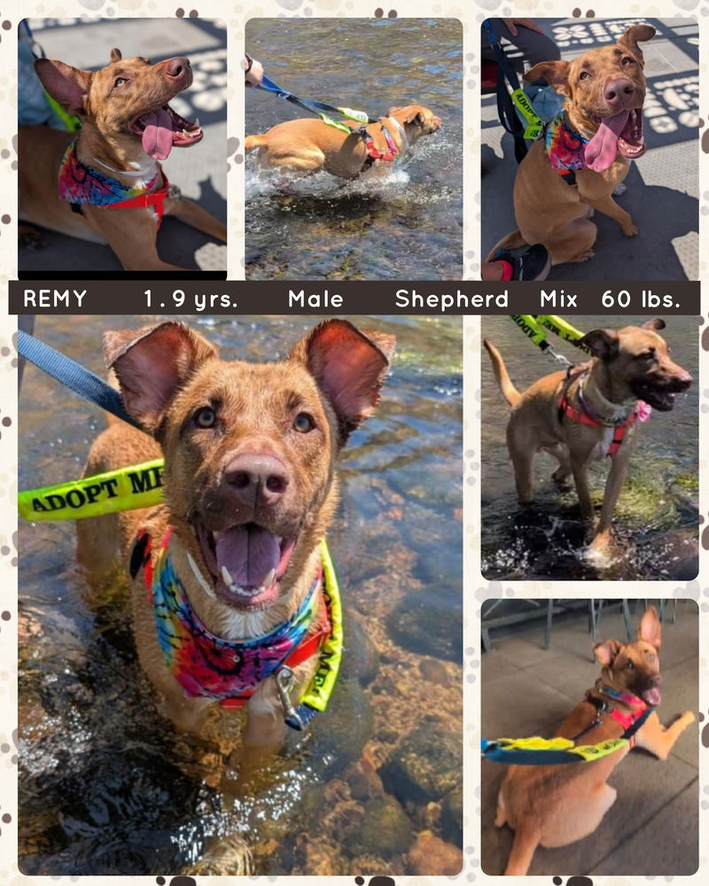 adoptable Dog in Mesa, AZ named REMY