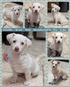 adoptable Dog in , AZ named CHUNK