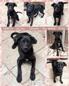 adoptable Dog in  named TRINITY