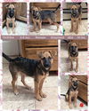 adoptable Dog in  named TANIKA