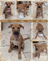 adoptable Dog in  named TRIADO