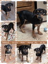 adoptable Dog in , AZ named TARGUS