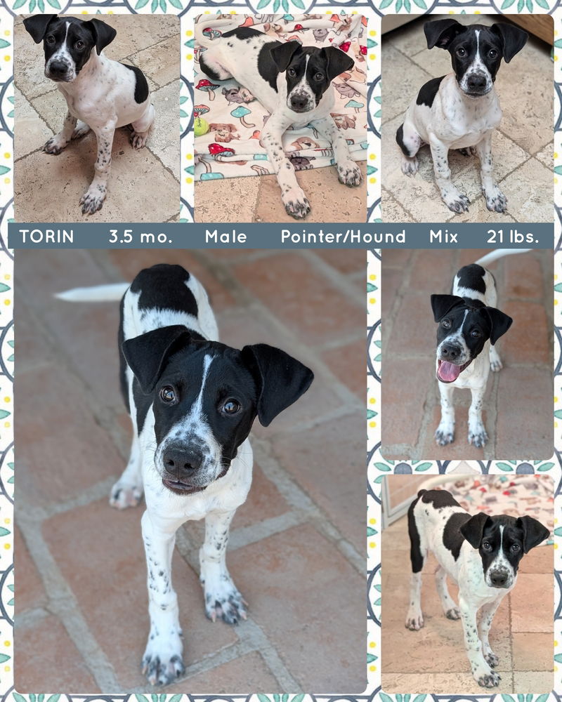 adoptable Dog in Mesa, AZ named TORIN