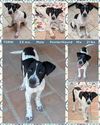 adoptable Dog in , AZ named TORIN