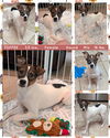 adoptable Dog in , AZ named TOFFEE