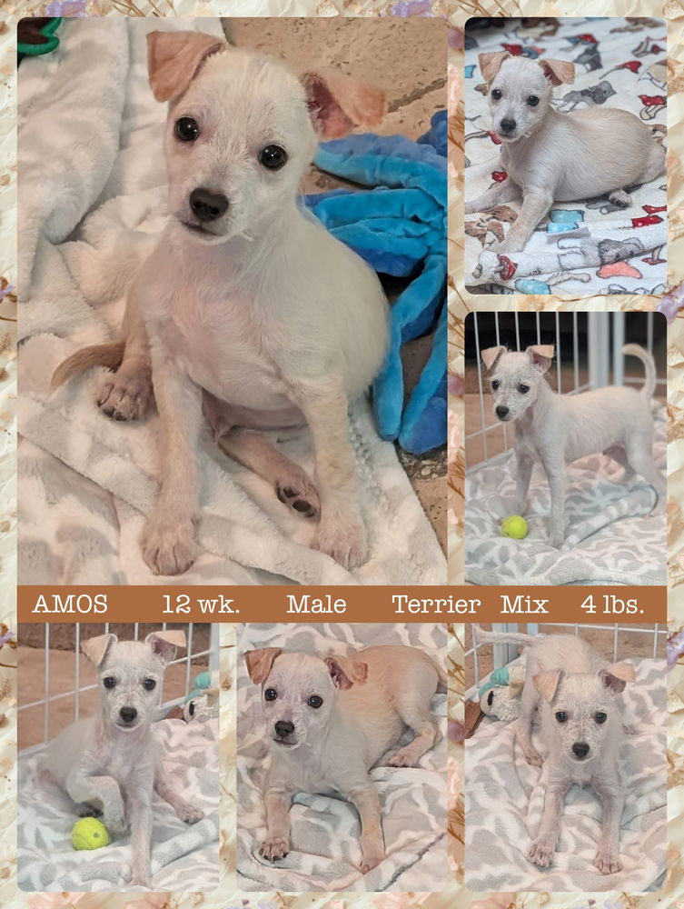 adoptable Dog in Mesa, AZ named AMOS