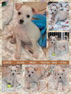 adoptable Dog in  named AMOS
