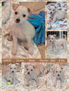 adoptable Dog in  named ANDY