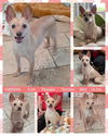 adoptable Dog in  named GENEVA