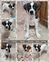 adoptable Dog in mesa, AZ named BANJO