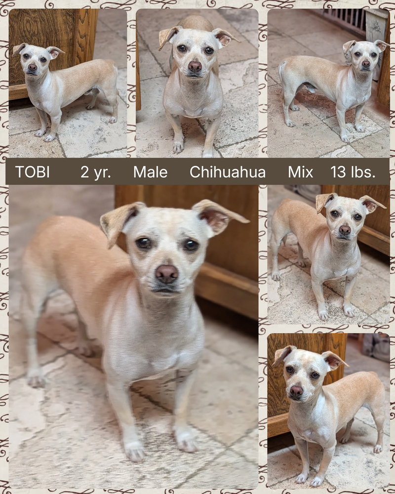 TOBI Image