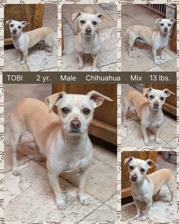 TOBI