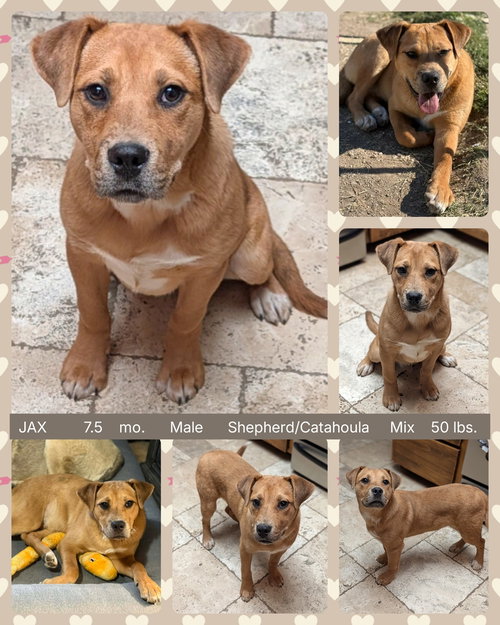 JAX, an adoptable Shepherd in Mesa, AZ