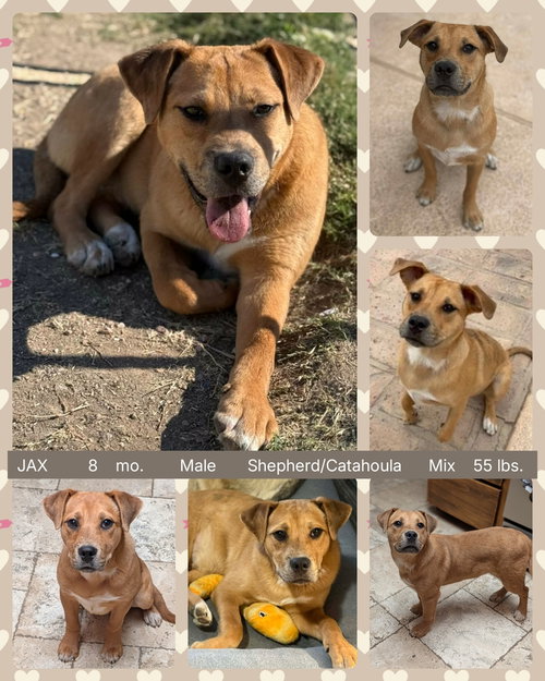 picture of the dog needing adoption