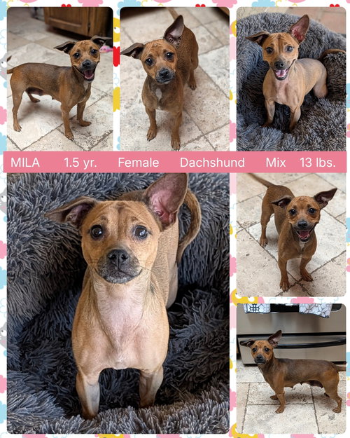 MILA, an adoptable Dachshund in Mesa, AZ