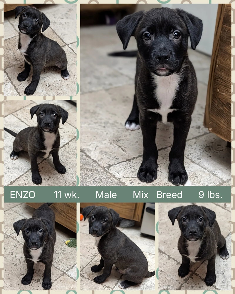 Enzo