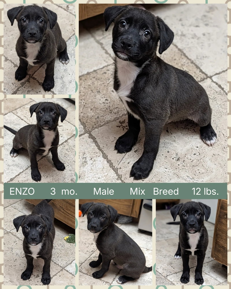 ENZO