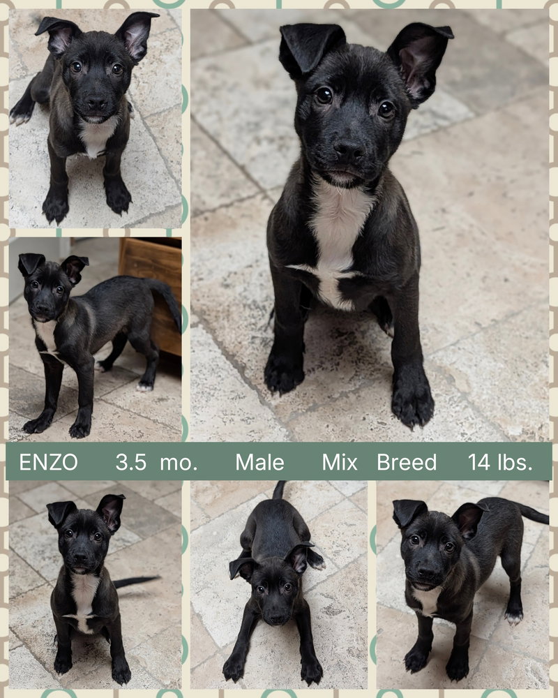 ENZO Image