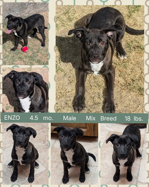 ENZO, an adoptable Cattle Dog in Mesa, AZ
