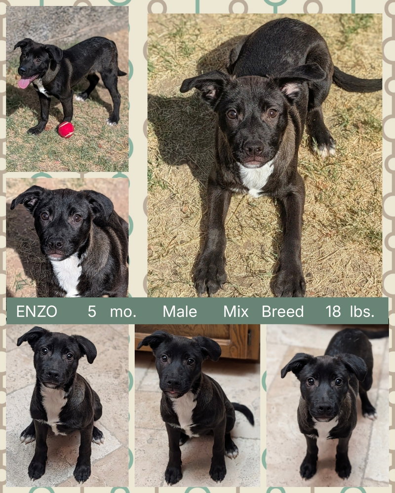 ENZO