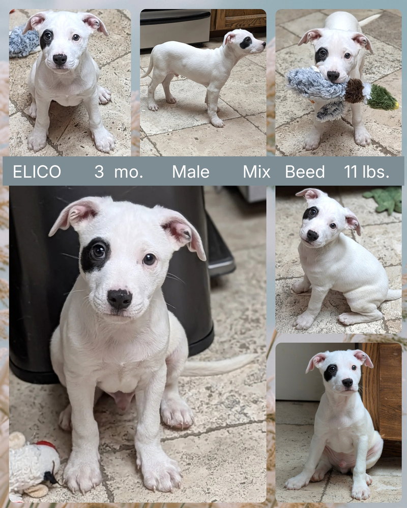 ELICO