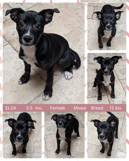 ELSA, an adoptable Cattle Dog in Mesa, AZ