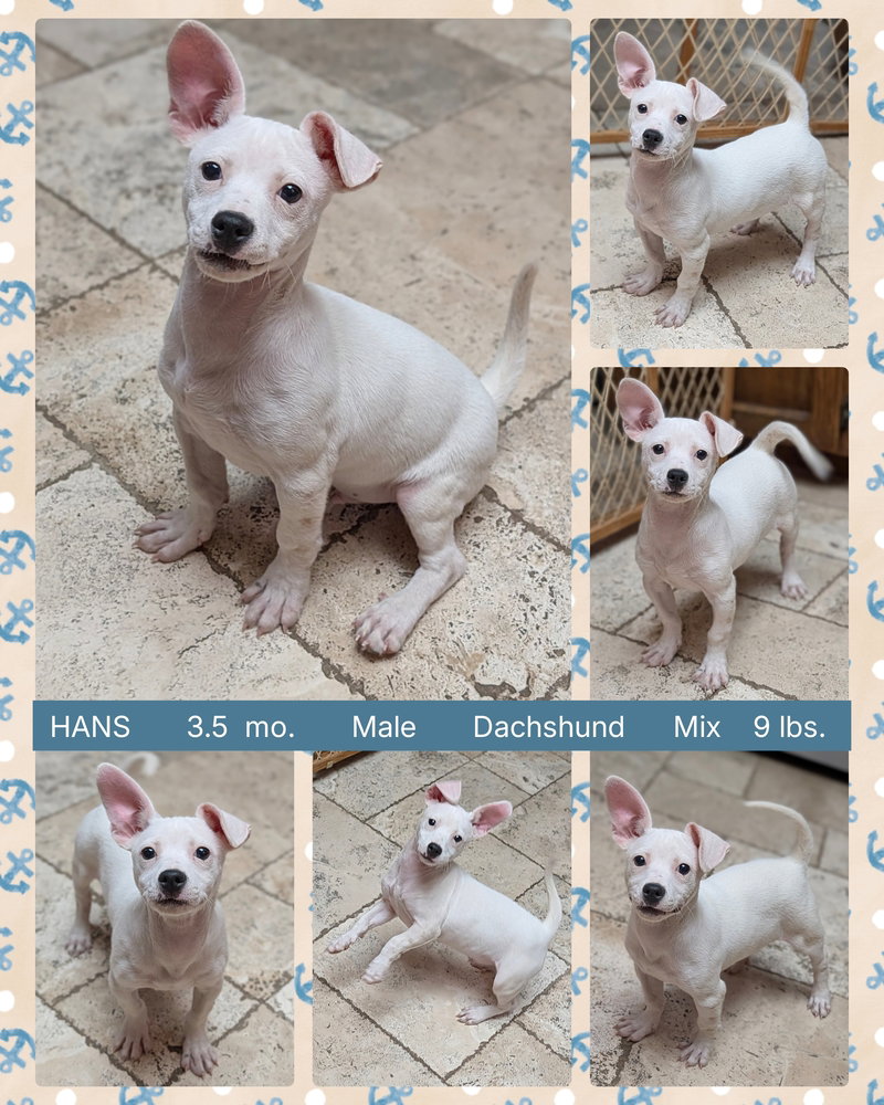 HANS
