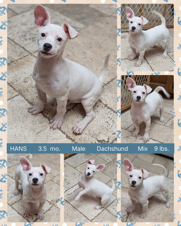 HANS
