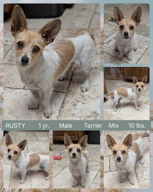 RUSTY, an adoptable Terrier in Mesa, AZ