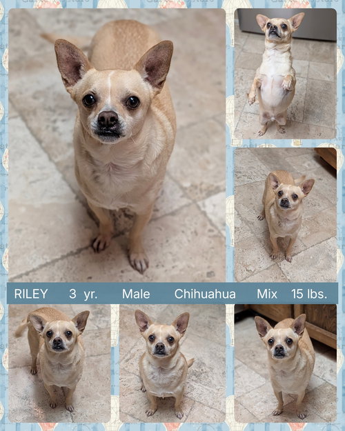 RILEY, an adoptable Pug in Mesa, AZ