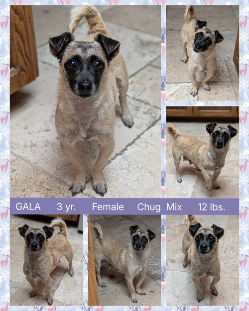 GALA, an adoptable Pug in Mesa, AZ
